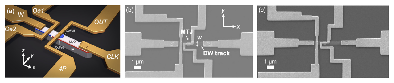 Left image shows yellow circuits meet in the middle of a grey object. Labeled from left to right, the 6 circuits read “Oe2, (a) IN, Oe1, 4P, OUT, CLK.” The middle image shows the same 6 circuits from birds eye view in black and white, labelling the middle object as “DW track” where it meets the far right circuit, “MTJ” where the top middle circuit meets the middle, and “w” for the width of the middle object. The Right image shows the exact same image as the middle, but with no labels.