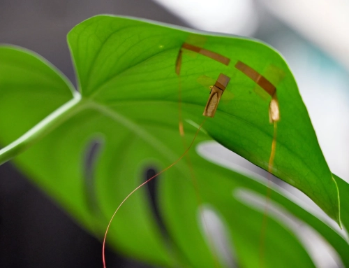 Graphene “Tattoos” for Plants Could Form Neural Networks